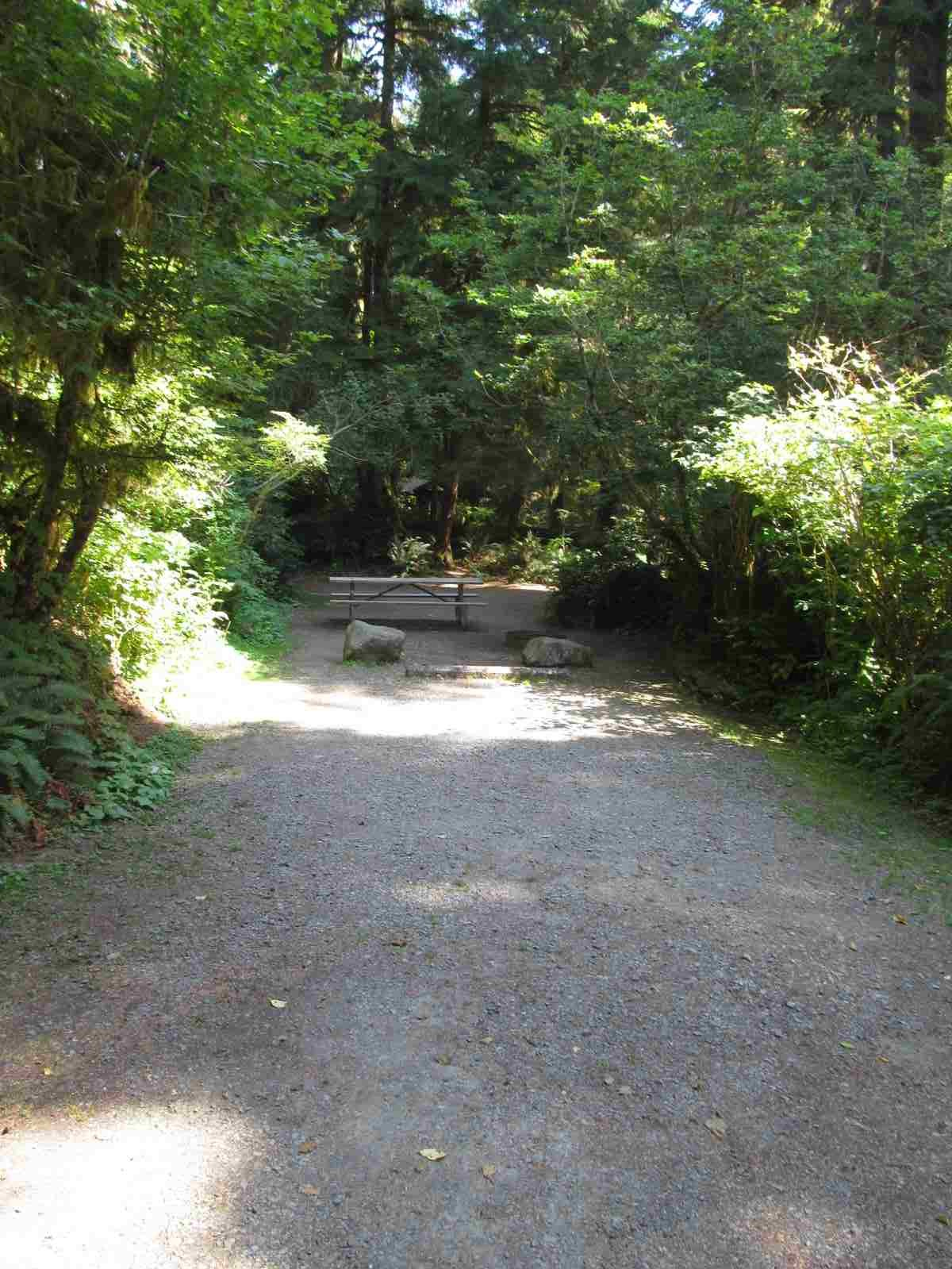 Bogachiel State Park site 10