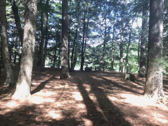 ROLLINS POND CAMPGROUND site 247